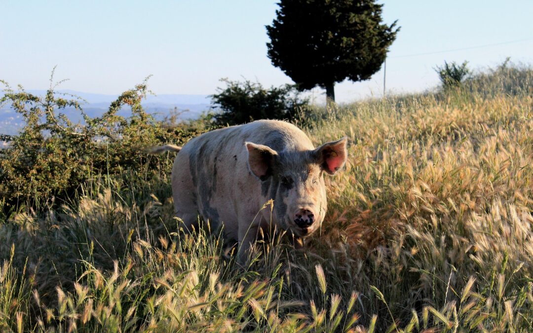 If You Are a Pig-Headed Leader, Don’t Expect Loyalty in Return