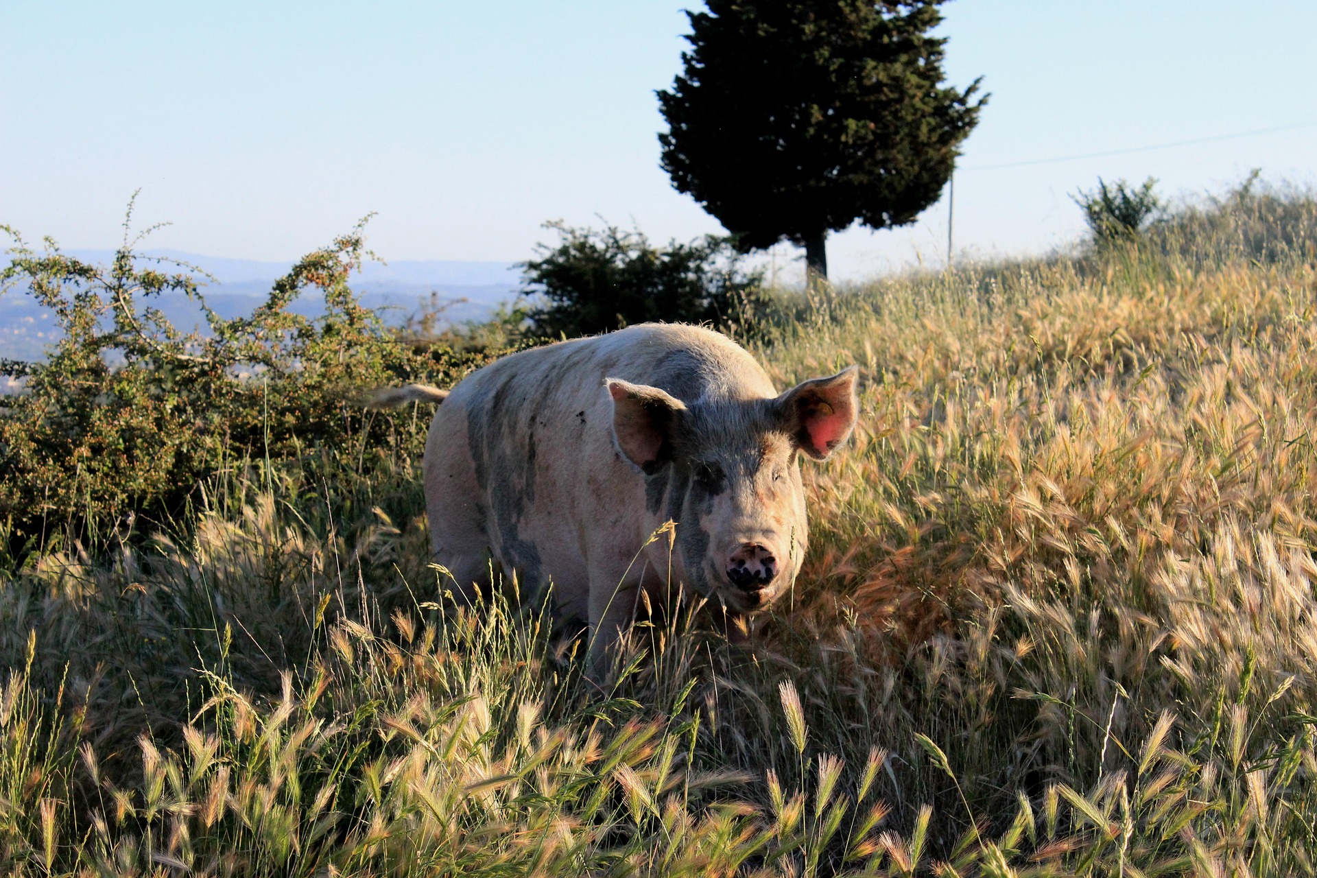 pig in a field of tall grass with loyalty