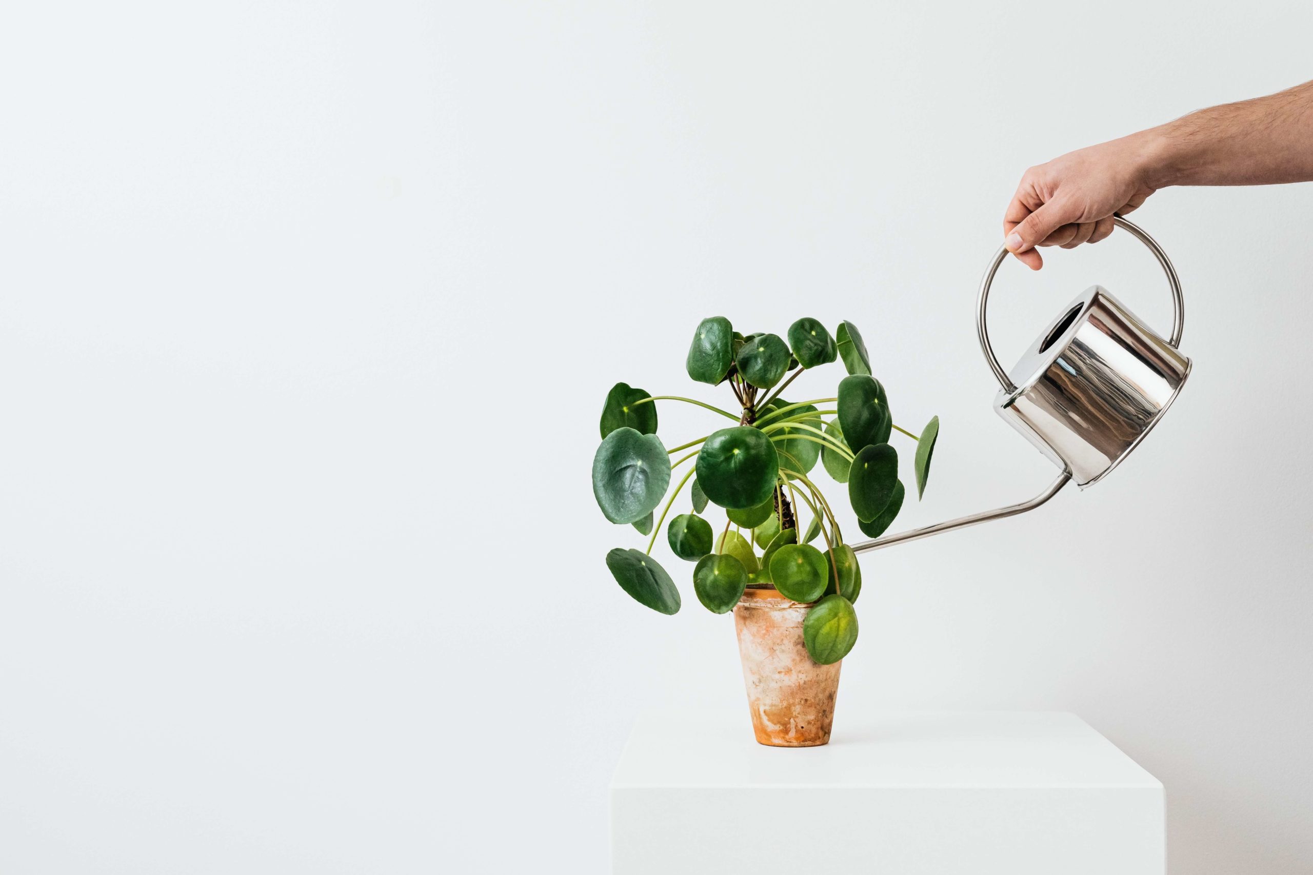 man watering potted plan