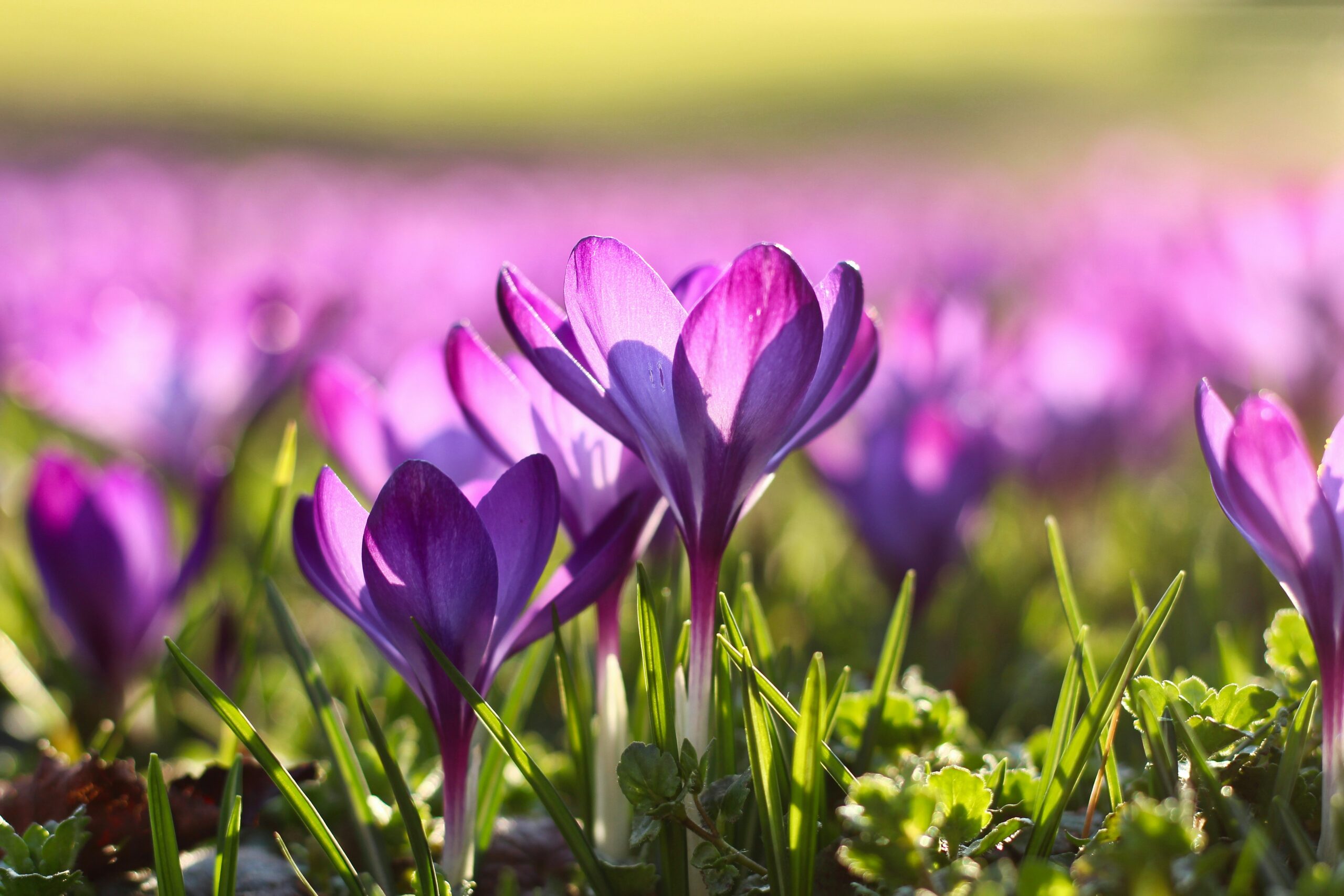 spring flower growth